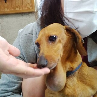 【水腫あり】ダックス小柄カレンな男の子