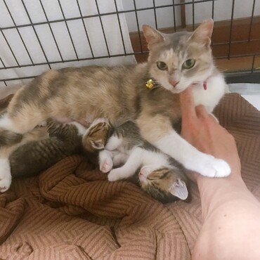 3歳 三毛猫 里親募集中