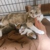 3歳 三毛猫 里親募集中