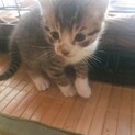 4週目 子猫オス