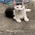 人懐こく優しい子。冬は長毛ですが今は夏毛です。