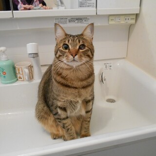 膝の上とごはんが大好き「ハイジ」です。