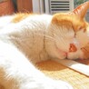 日向ぼっこ