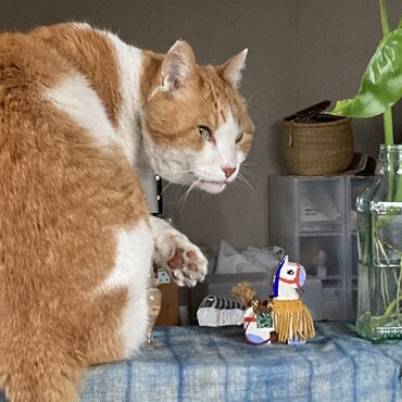 の写真