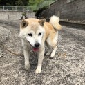 シニア犬おっとりおばあちゃん