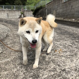 シニア犬おっとりおばあちゃん