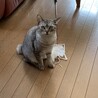 りり