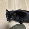 成猫くろさん サムネイル3