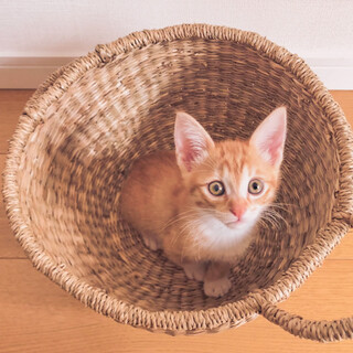 【募集停止中】人の上に乗ってくる活発なバロンくん