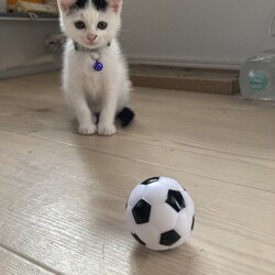 「まつりさん、ドリブル！ＤＡＹ２５」サムネイル1