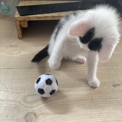 「まつりさん、ドリブル！ＤＡＹ２５」サムネイル2