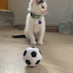 「まつりさん、ドリブル！ＤＡＹ２５」サムネイル3