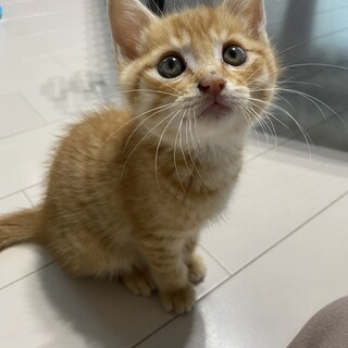 お陰様で素敵な里親様が見つかりました