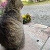 ｷｬｯﾄ