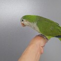 オキナインコ ♀