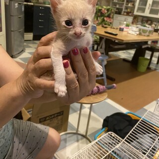 親猫が育児放棄した子たちです