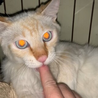 シャム猫風ブルーの目の男の子