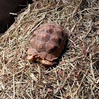 ケヅメリクガメの里親さん募集します