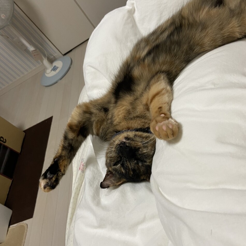 小川あみのカバー写真