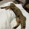 びよん