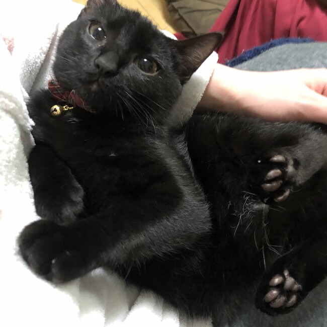Showsiのカバー写真