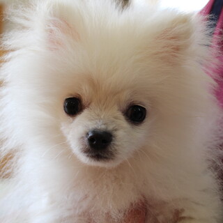 ぽちゃちゃん　推定4ヵ月