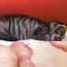 スヤスヤおねむです
