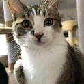3本足のとらちゃん♡ベタベタの甘えん坊です。