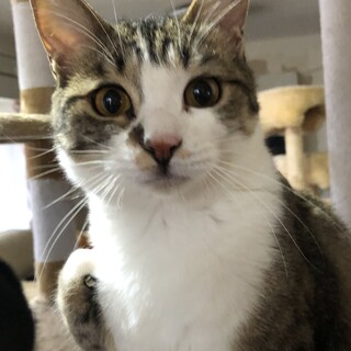 3本足のとらちゃん♡ベタベタの甘えん坊です。