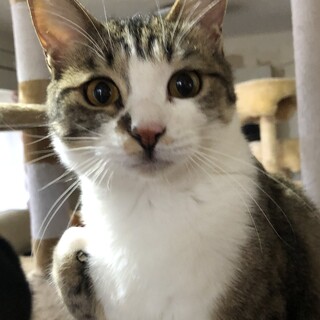 ３本足のとらちゃん、甘えん坊で人馴れ抜群