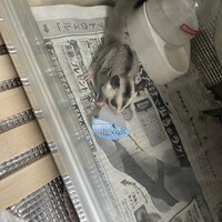 もんた