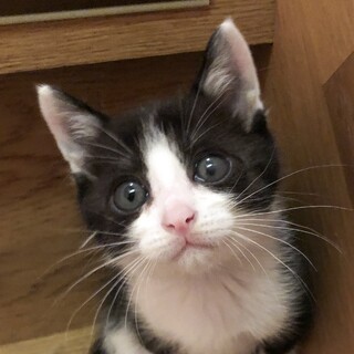 募集一時停止❤️ハチワレ男子ハリー