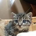 【里親決定】可愛い子猫ちゃんの里親を募集します！