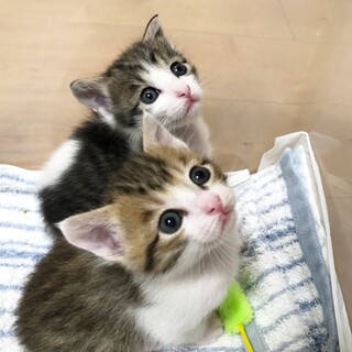 生後1ヶ月半！仲良し♡キジ白サバ白兄妹