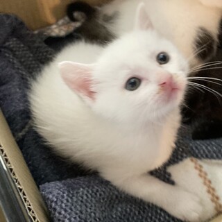 勝浦ーズ『タンタン』ちゃん