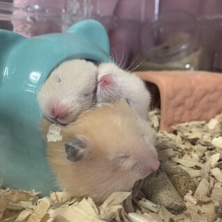 元気いっぱい7匹のキンクマ×アイボリー？兄弟です