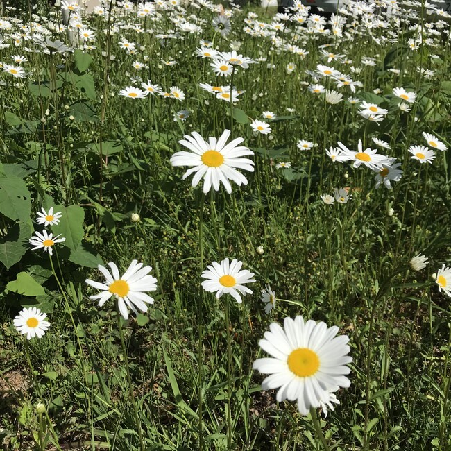 とっちーさんのカバー写真