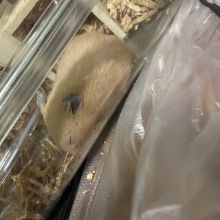 キンクマハムスター　2匹