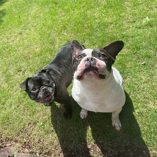 ロッキーとパッチズ