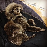 もずく