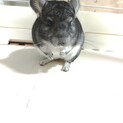 生後5ヶ月のチンチラ♀