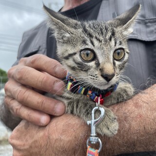 甘えん坊で人懐っこい子です。