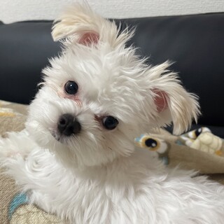 ミックス犬　チワマルちゃん5ヶ月