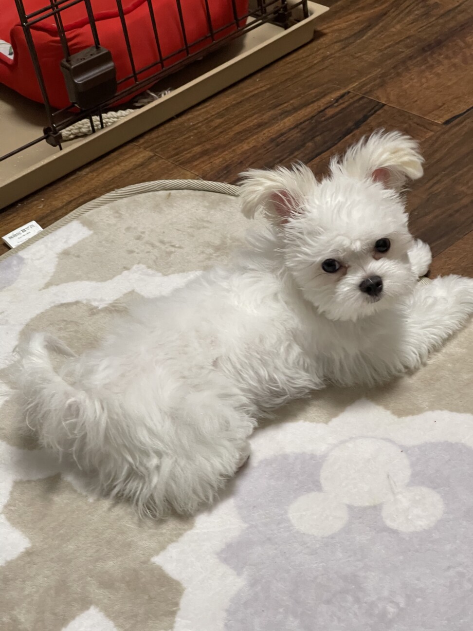 ミックス犬 チワマルちゃ 愛知県 犬の里親募集 ペットのおうち 月間利用者150万人