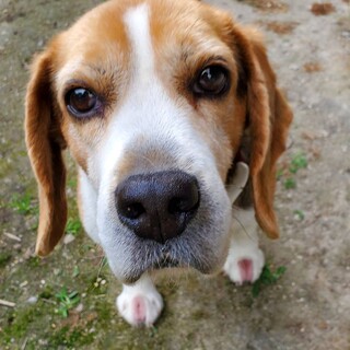 ビーグル　びーおくん