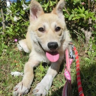 伸び盛りな女の子「のん」