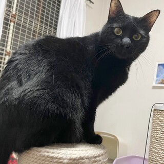 甘えん坊のカイリちゃん