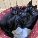 黒猫兄妹(3匹)