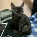 黒猫に近い、濃いキジトラの女の子です。