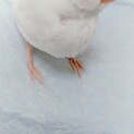 アルビノ文鳥